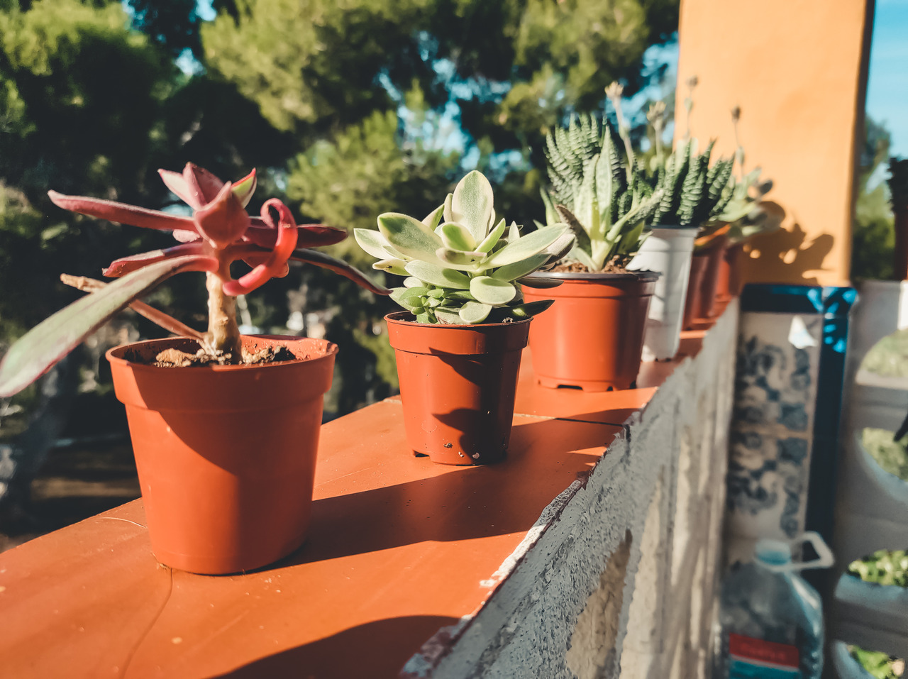 green and exotic succulent plant